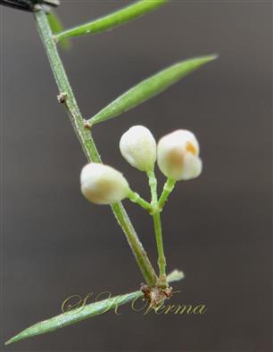  Inflorescence